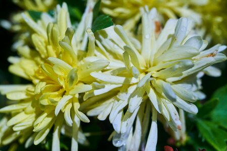 Spring garden blooming photo