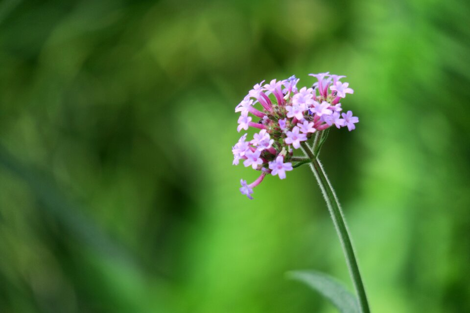 Petal bloom flower's