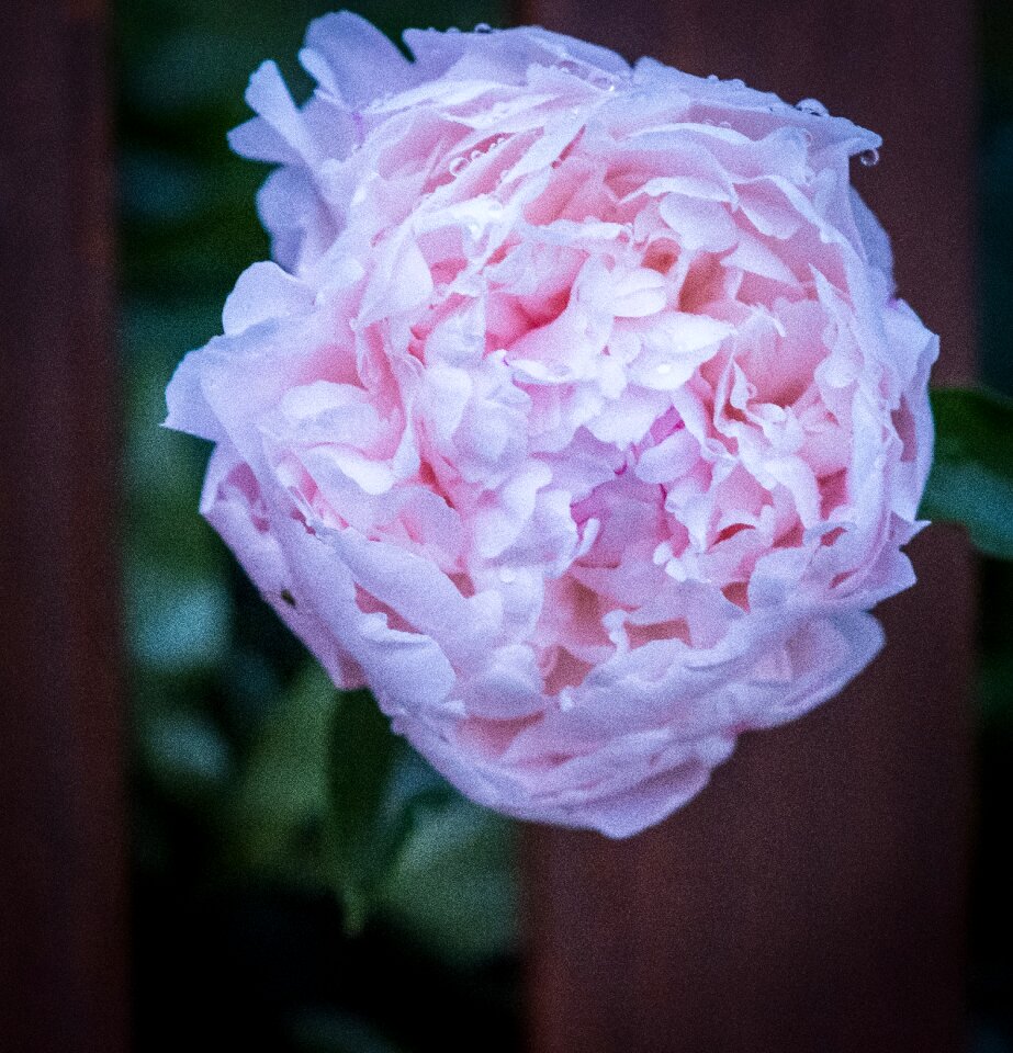 Romantic love plant