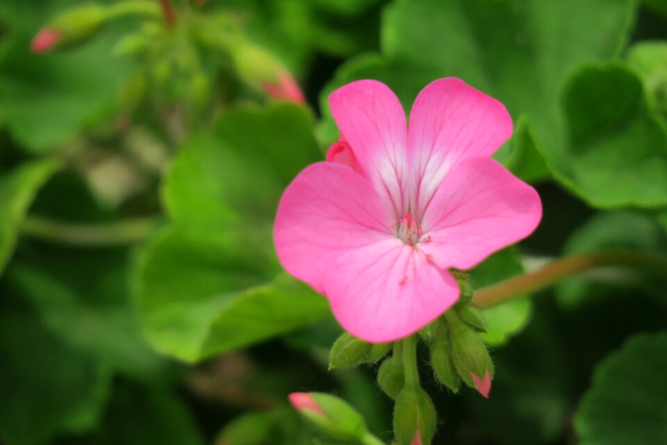Petal bloom flower's