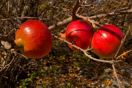 Red juicy mature