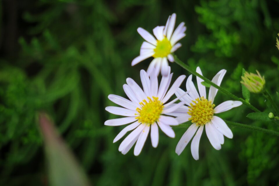 Natural plant romantic