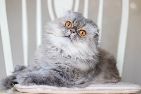 Cute eyes yellow