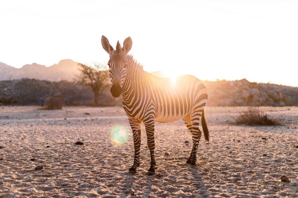 Nature pasture animal