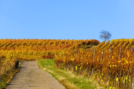 Autumn rebstock leaves