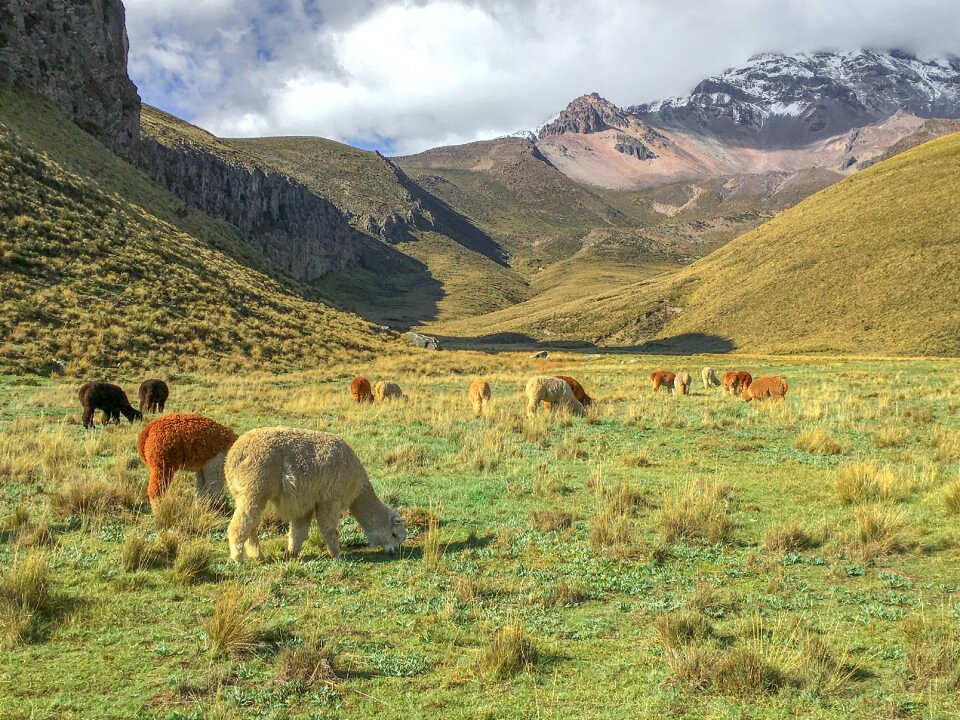Plateau alpacas landscape