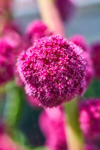 Spring garden blooming