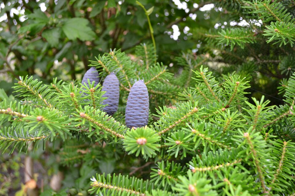 Coniferous needle tree