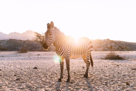 Nature pasture animal