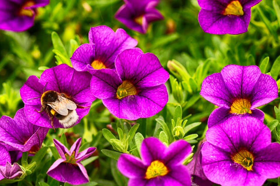 Macro nature blossom