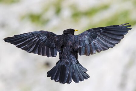 Chough mountain jackdaw feather photo