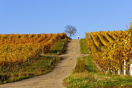 Autumn rebstock leaves