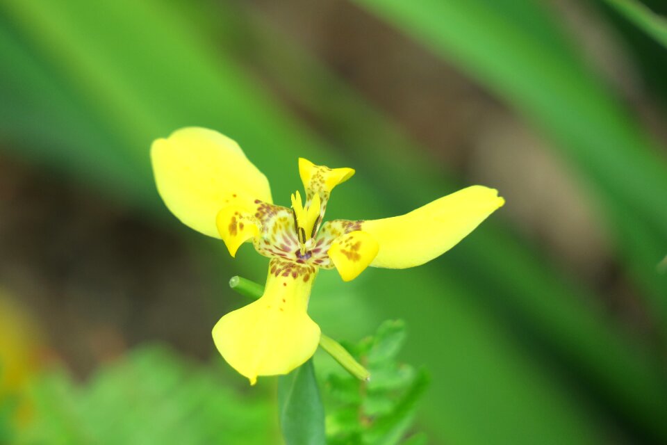 Flower leaf summer