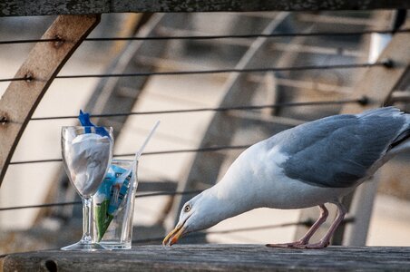 Table foraging culture follower