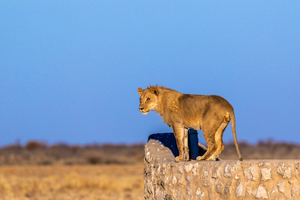Mane big cat predator