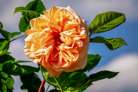 Bloom bi color double flower