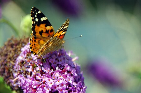 Insect moth pollinator