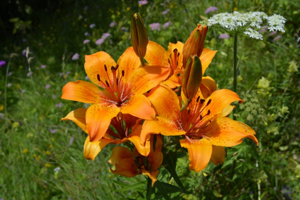 Mountain petals orange