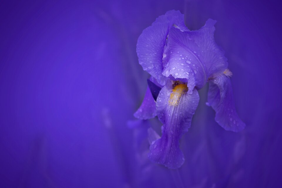 Garden bloom violet
