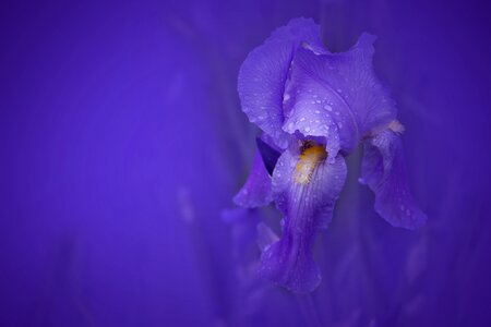 Garden bloom violet