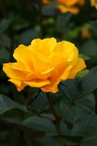 Beautiful nature spring