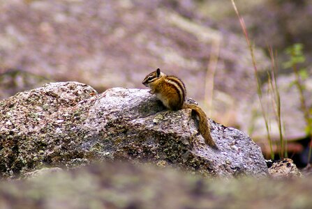 Chipmunk nature cute photo