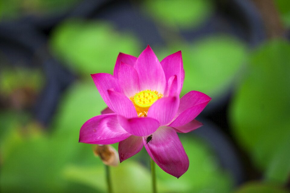 Nature early summer aquatic plants