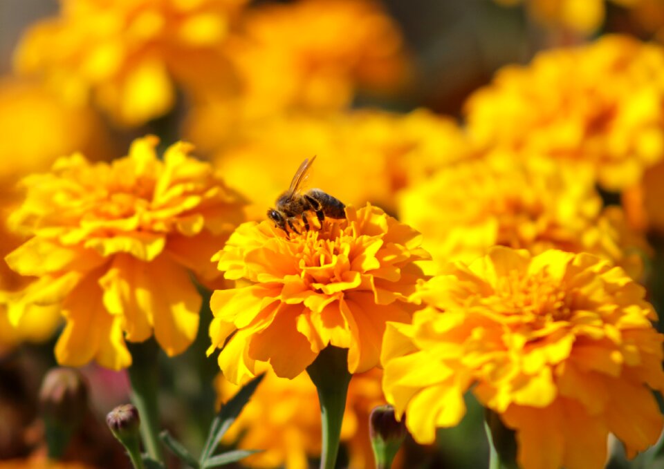 Autumn insect pollination
