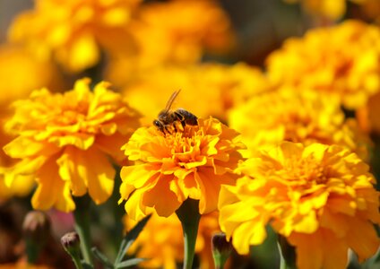 Autumn insect pollination
