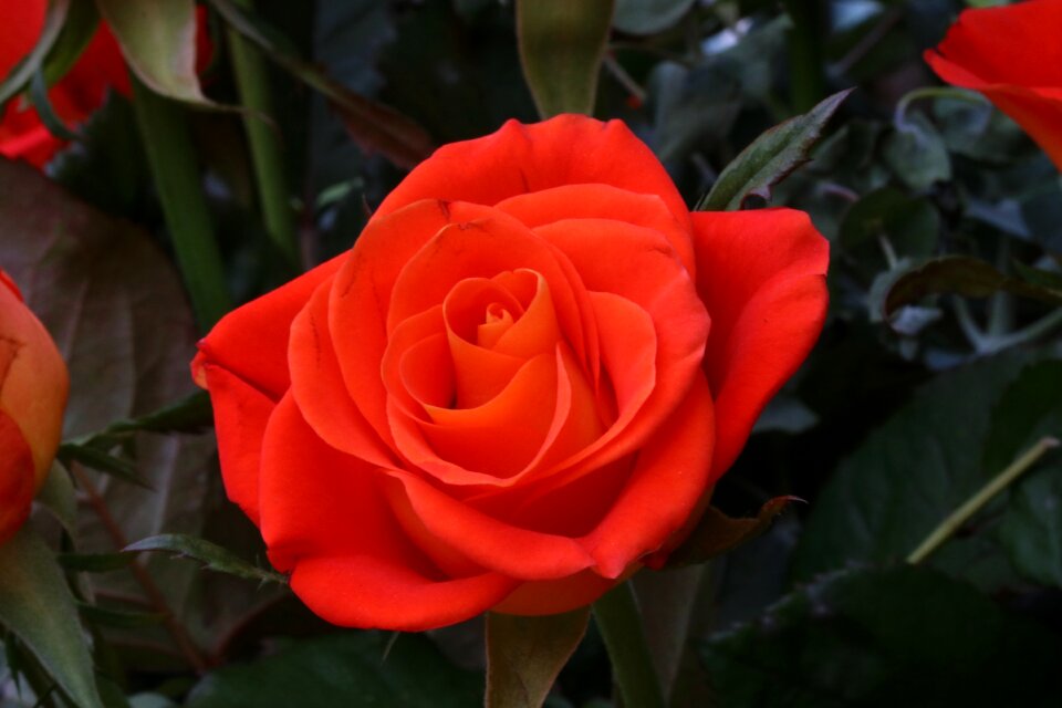 Beautiful nature spring