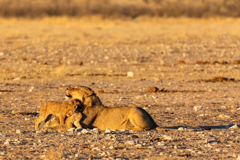 Mane big cat predator photo