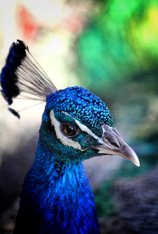 Feather colorful plumage