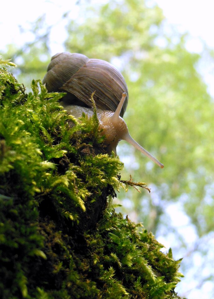 Crawl invertebrates nature