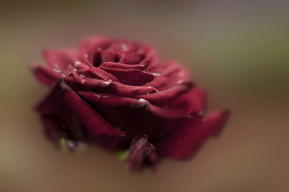 Bloom romance nature