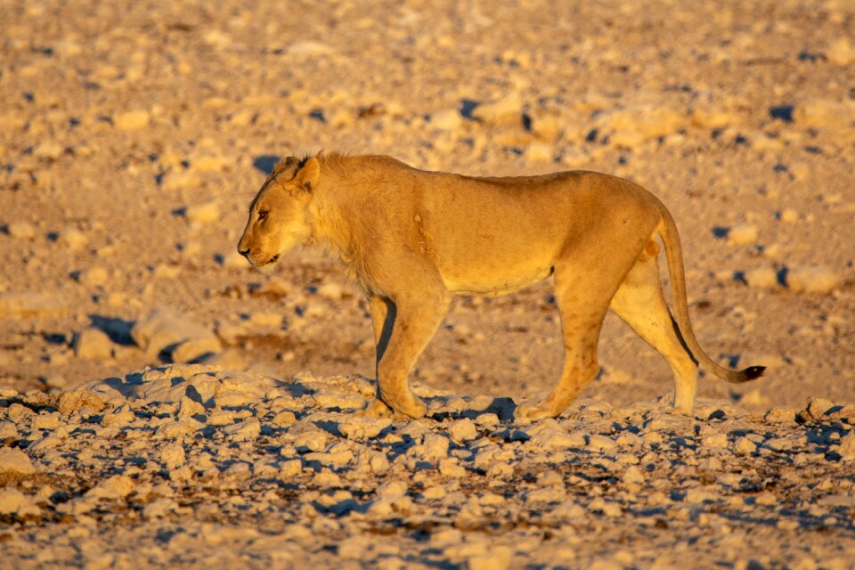 Mane big cat predator