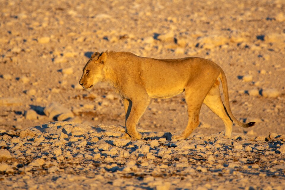 Mane big cat predator photo