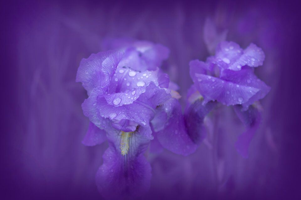 Nature spring flora