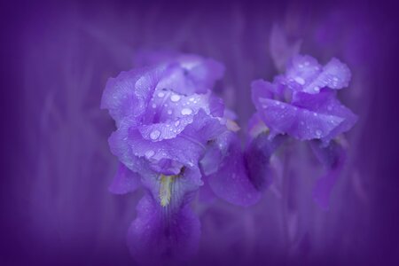 Nature spring flora