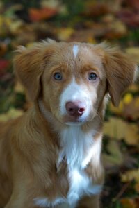 Puppy cute wonderful