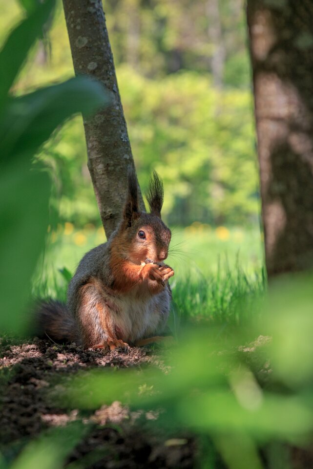 Nature furry animals photo