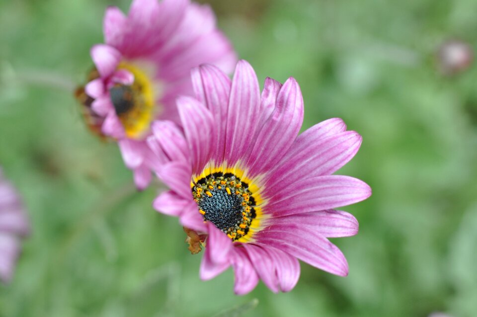 Spring nature blossom