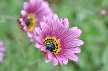 Spring nature blossom photo