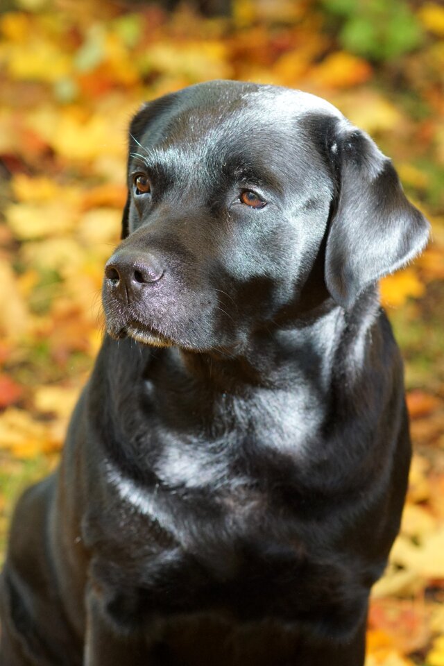 Black pet portrait
