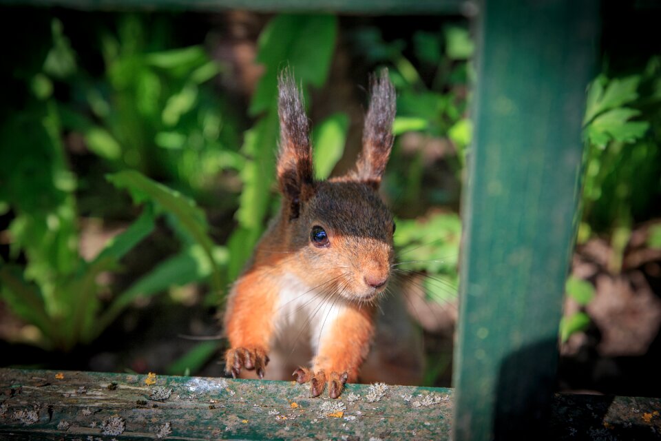 Nature furry animals