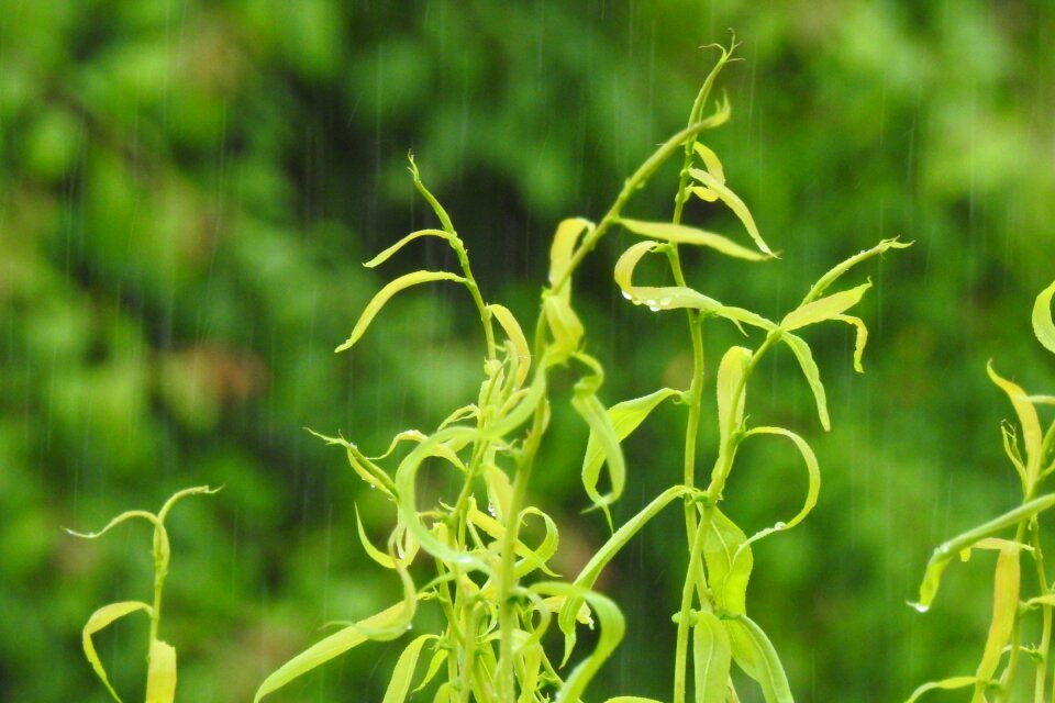 Spring rain rain drops