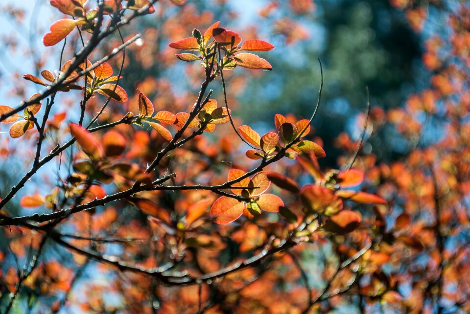 Nature outdoors park