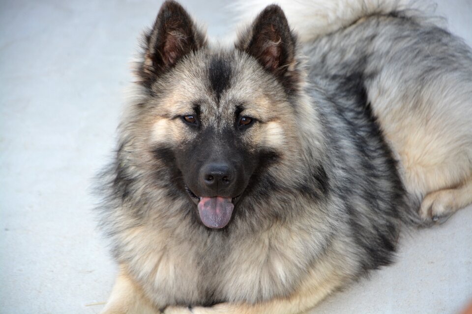 Bitch christmas eurasier dog breed