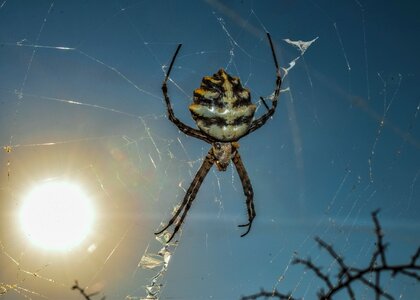 Web cobweb insect