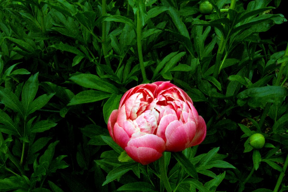 Blossom bloom ornamental plant
