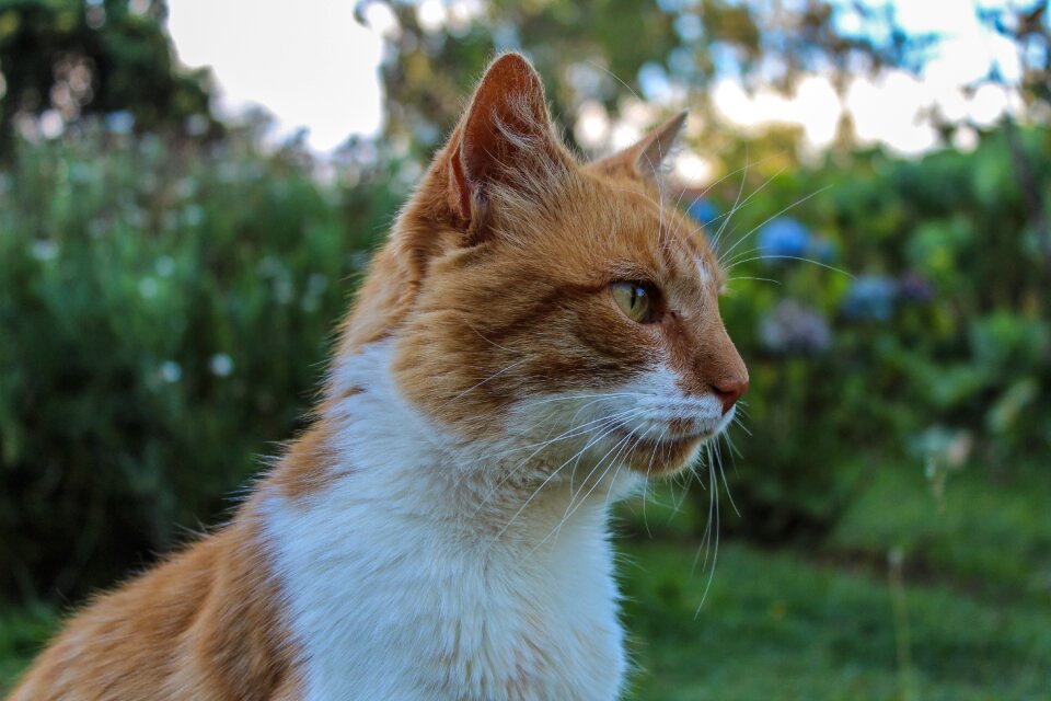 Animals pet whiskers photo